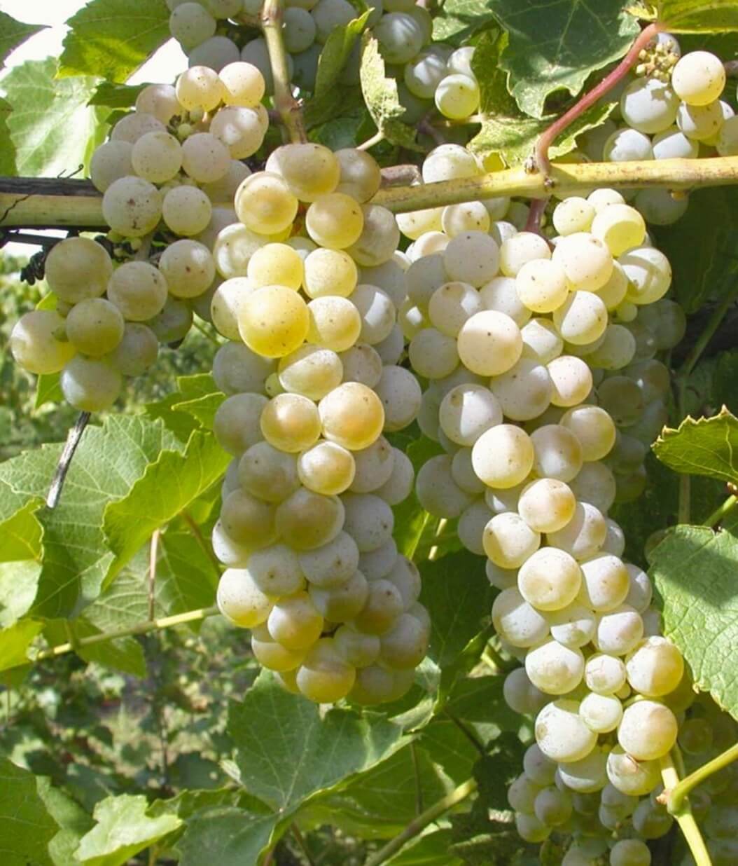 Prairie Star - Image 2