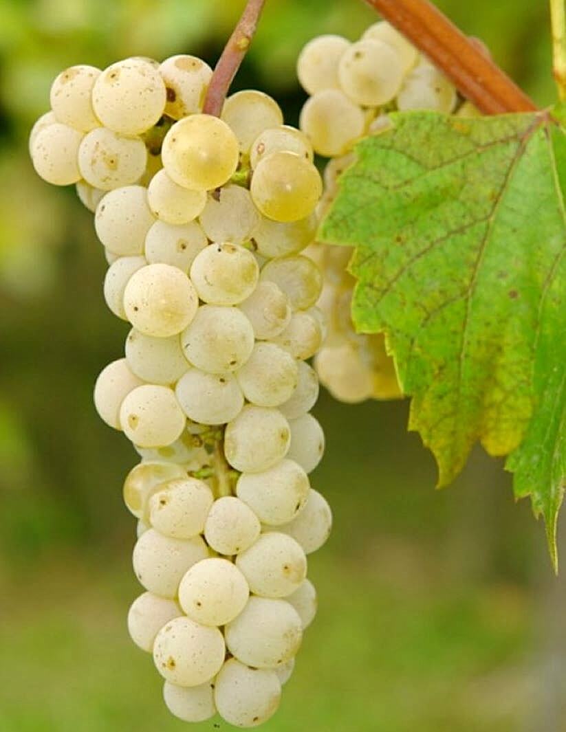 Prairie Star - Image 3