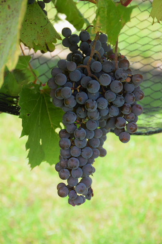 Frontenac Gris - Image 3